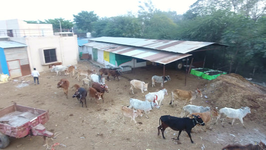 The Story Behind Aushdha – A Journey of Gau Seva (Aushdha की शुरुआत और गौ सेवा की प्रेरणादायक कहानी)