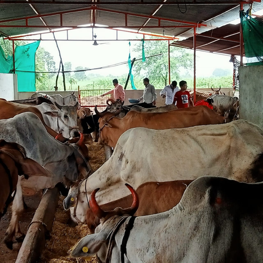 Human Responsibility Towards Gau Mata (गौ माता के प्रति मानव का धर्म)