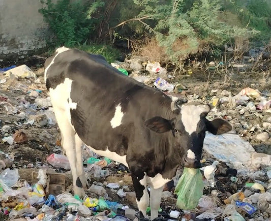 The Current Condition of Gau Mata and Why Gau Seva is Important (गौ माता की आज की स्थिति और गौ सेवा क्यों जरूरी है)